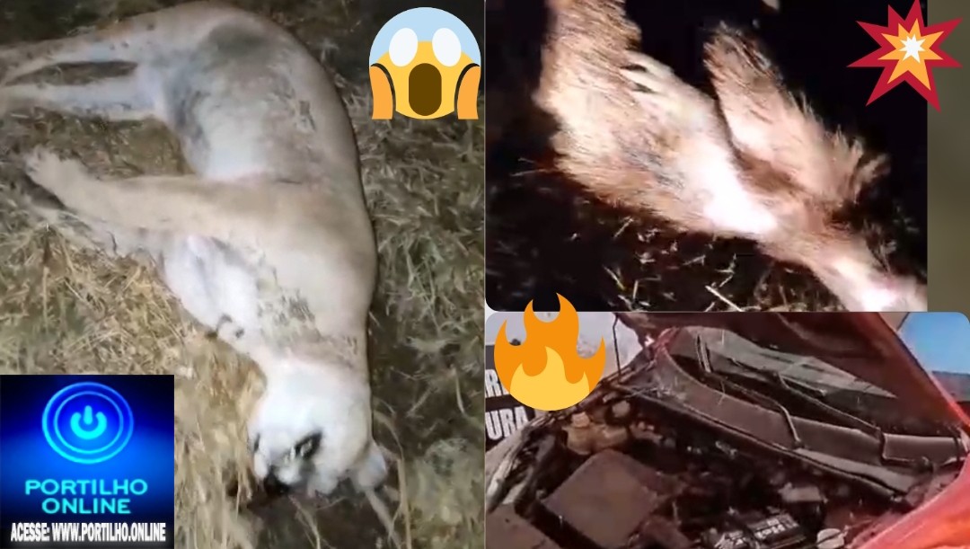 👉Vídeo…👀🚒🚑😱🚨📢🚧🐆🐅ONÇA PARDA, CAPIVARA E TATU EM FUGA, PROVOCAM ACIDENTE GRAVE NA BR 365, REGIÃO DE MACAÚBAS