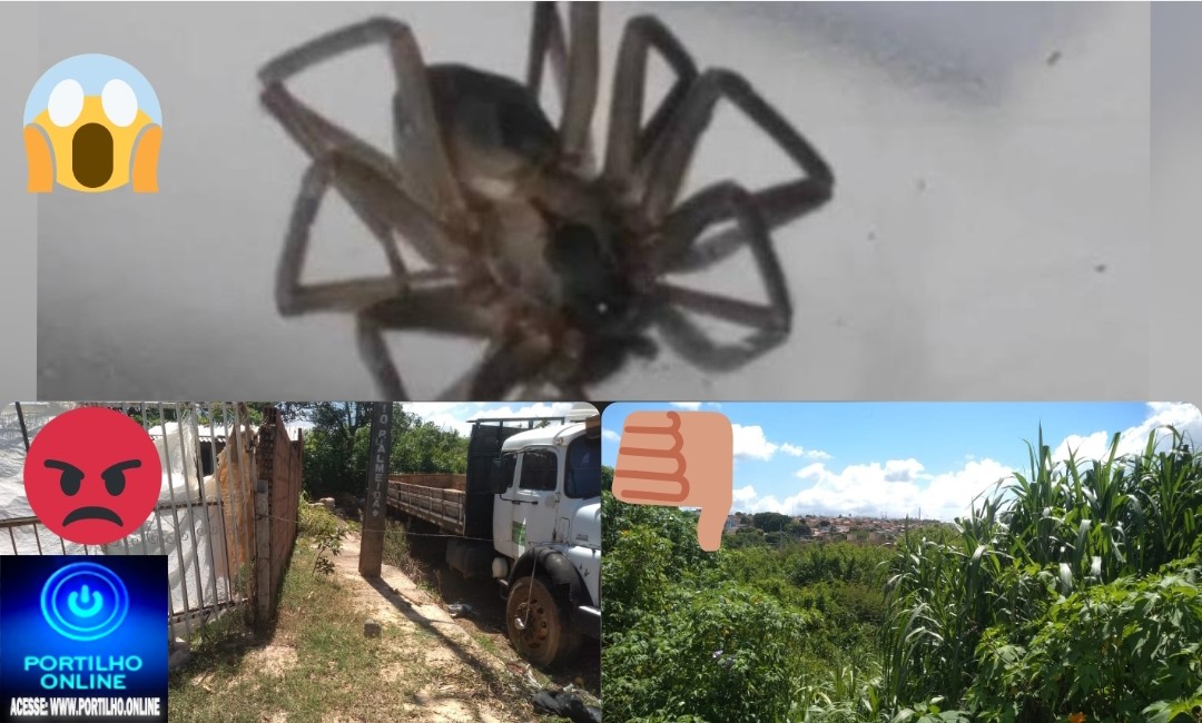 👉📢🤢🤮😡🐁🐀🦂🕷🕸🐍🐸Portillho Até hj a prefeitura não resolveu o problema tem muito lixo