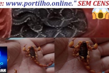 👉📢🐀🐁🦂🕸😱🐍🐍🐍PERIGO!!!🐍COBRA URUTU🐍 CRUZEIRO NA CABEÇA E ENCONTRADA DENTRO DE CASA