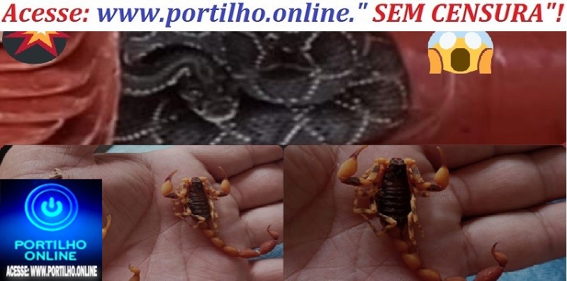 👉📢🐀🐁🦂🕸😱🐍🐍🐍PERIGO!!!🐍COBRA URUTU🐍 CRUZEIRO NA CABEÇA E ENCONTRADA DENTRO DE CASA