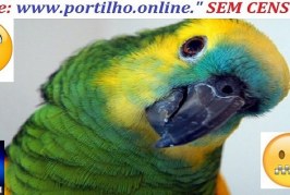 👉📢👍🔍🕵🚨🦜🦜🦜🦜‘Passarinho me contou’: papagaios são testemunhas de divórcio e revelam traição 