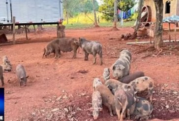 📢😱⚰🕯🐷🐽🐖Porcos devoram corpo de caseiro morto em Goiás