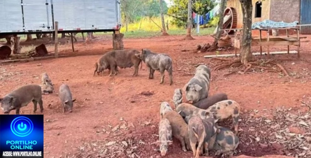 📢😱⚰🕯🐷🐽🐖Porcos devoram corpo de caseiro morto em Goiás