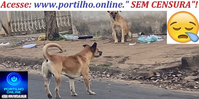 👉📢😮😱🚨🚑🐕🐈Portilho bom dia!  Peço por gentileza que coloque no seu site. Esses 3 cachorros ficam avançando nas pessoas, inclusive em crianças