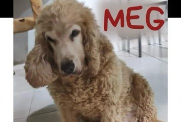 👉📢😪😔🐕🐩🐶Desapareceu a cadelinha’ MEG ‘ paga-se recompensa!!!