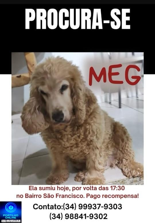 👉📢😪😔🐕🐩🐶Desapareceu a cadelinha’ MEG ‘ paga-se recompensa!!!