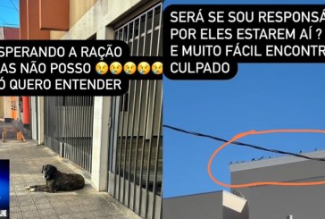 👉👏👍📢🕊🕊🐈🐩🐕MULHER DESABAFA POR DAR RAÇÃO AOS ANIMAIS ABANDONADOS.  É CRIME???