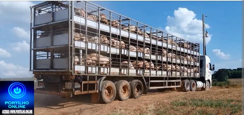 👉📢👀🤔🚨🐷🐽🐖🐖🐖🚚 Caminhões carregados de 🐷 🐖 🐖 🐷 porcos ( suínos). Boa tarde Portilho, faz uma matéria pra nois…