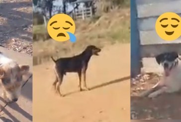 👉📢😱😪😧🐩🐈🐕Bom dia Portilho Tudo bem ?O pessoal do Canil estão castrando os cachorros e soltando aqui na faculdade