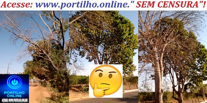 📢👉😡👎👀🌳🌳🌳🌳🌳Os moradores da comunidade de Macaúbas de Cima pedem providências