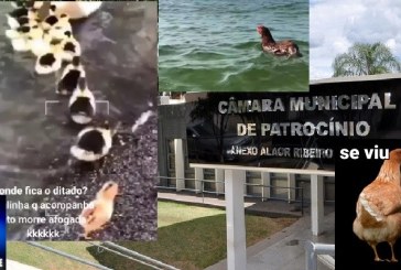 👉📢👎🤐🤫✍🤡👺👿😱Atenção, eleitores patrocinenses: 👉🐔🐓galinha que acompanha pato🦆🦆🦆 morre afogada!