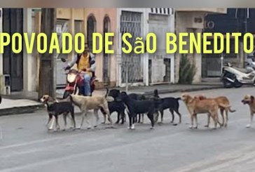 📢👉❓🤔🐱🐶🐹🐰🐩🐈🐕Povoado São Benedito: Os moradores pedem providências urgente sobre a quantidade de cães soltos pelas ruas