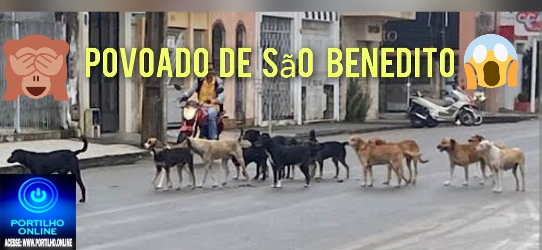 📢👉❓🤔🐱🐶🐹🐰🐩🐈🐕Povoado São Benedito: Os moradores pedem providências urgente sobre a quantidade de cães soltos pelas ruas