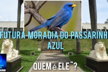 📢👉❓🙌🙏✍🤝👏👍”ELE” está que nem ” passarinho azul🐤” para todos os lados ↔ que você 🫵 olha, tem um