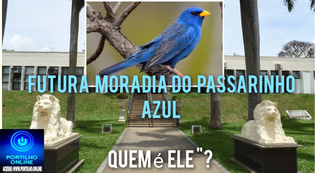 📢👉❓🙌🙏✍🤝👏👍”ELE” está que nem ” passarinho azul🐤” para todos os lados ↔ que você 🫵 olha, tem um