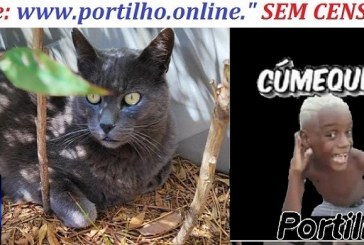 👉📢🤔❓🤫👀🧐🐱🐹❓O ” Gato que foi levado, agora dizem que ele ” fugiu”. Então tá!!!