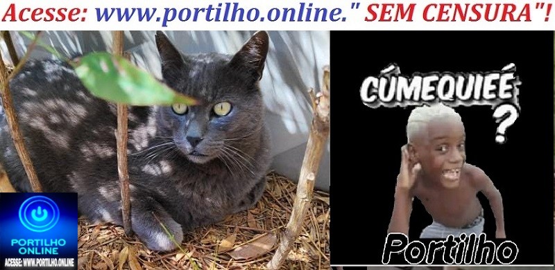 👉📢🤔❓🤫👀🧐🐱🐹❓O ” Gato que foi levado, agora dizem que ele ” fugiu”. Então tá!!!