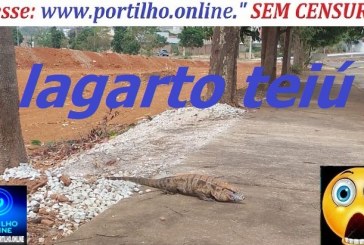 👉😱📢❓⚖🐀🦎🐍🐢🦂🐒🐦🦊O desmatamento na Avenida Jorge Elias Abrão tirou o habitat dos animais.