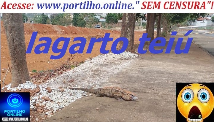 👉😱📢❓⚖🐀🦎🐍🐢🦂🐒🐦🦊O desmatamento na Avenida Jorge Elias Abrão tirou o habitat dos animais.