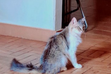 👉📢😱🐹🐱Gatinha desaparecida. Ela é ” idosa”!