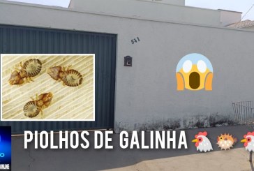 👉📢❓🕵🔎🤧🤢🤮 🐭🐁🐔🐡🐦🦠🐓  🐞🪳 Piolhos de galinha 🐣 🐔 espalham pela vizinhança. Rua N. S. Fátima