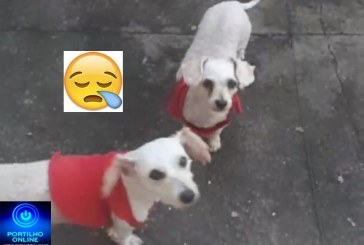 👉🕵️‍♀️🔎📢👀🐶🐩🐕Cadelinhas Desaparecidas: Laurinha e Dandara