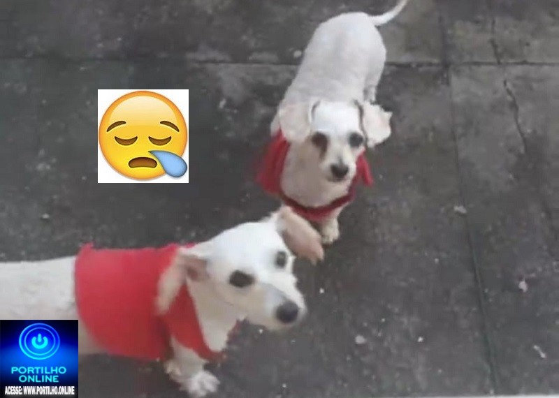 👉🕵️‍♀️🔎📢👀🐶🐩🐕Cadelinhas Desaparecidas: Laurinha e Dandara