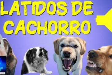 📢Que cachorrada é essa”!🗣😱🙄🧐🐶🐈🐩🐕 “Portilho, venho ao seu site pedir ajuda. Infelizmente vou ter que expor os moradores”