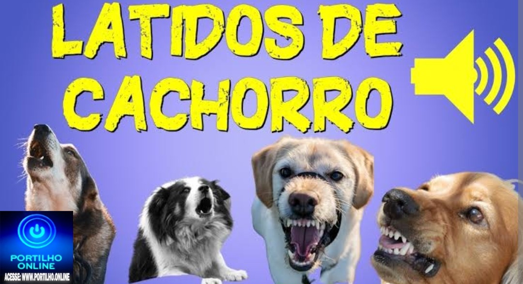 📢Que cachorrada é essa”!🗣😱🙄🧐🐶🐈🐩🐕 “Portilho, venho ao seu site pedir ajuda. Infelizmente vou ter que expor os moradores”