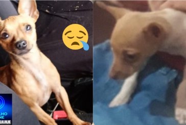 👉😱👁🔎🕵️‍♀️🔍📢😪🐕🐩🐈Cadelinha Pinscher desaparecida: atende pelo nome de “LUA 🌙”