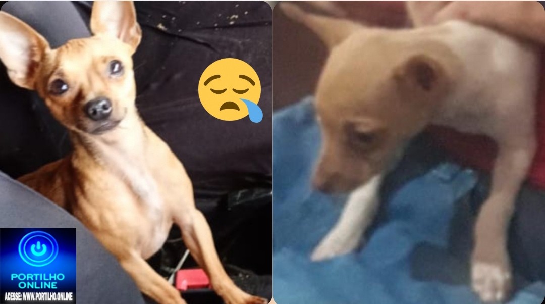 👉😱👁🔎🕵️‍♀️🔍📢😪🐕🐩🐈Cadelinha Pinscher desaparecida: atende pelo nome de “LUA 🌙”