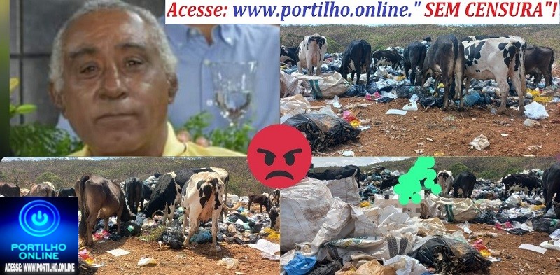 🐮 🐄 🐮 🐄 comendo lixo 🚯 tóxico 🤢 🤮  Boa tarde Portillho  Tem que denunciar na polícia ambiental.