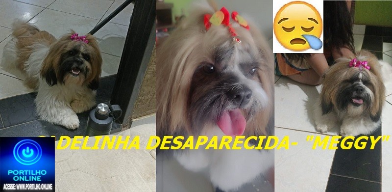 👉😱👁🔎🕵️‍♀️🔍📢😪🐕🐩🐈Cadelinha da raça (Shih pzu) desaparecida: atende pelo nome de meggy