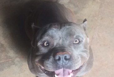 👉🕵🔎📢😱❓🐕🐶Pitbull ( chipado) roubado numa chácara próximo ao bairro morada nova