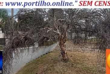 👉👿😱👽📢🤔👺👹😈☠Maldição! Qual o ex-secretario que colocou a mão 🫱 ✋  nessa árvore 🌳🌲 que até secou!