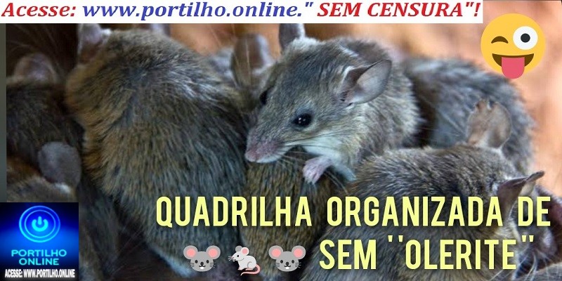 👉📢🚨🗣⚖🐁🐭🐀🐷💸Atenção quadrilha organizada e ex-secretarios e o ex-prefeito” ” Tá nervoso, vai pescar “