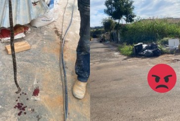 👉😡👎😠🦂🐍🕸🕷🦗🐁🐀Portillho essa cobra 🐍 jaracuçu ja Ia entrar para minha casa