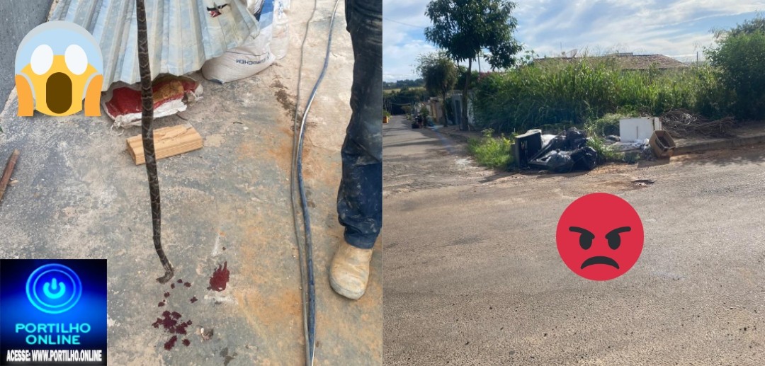 👉😡👎😠🦂🐍🕸🕷🦗🐁🐀Portillho essa cobra 🐍 jaracuçu ja Ia entrar para minha casa