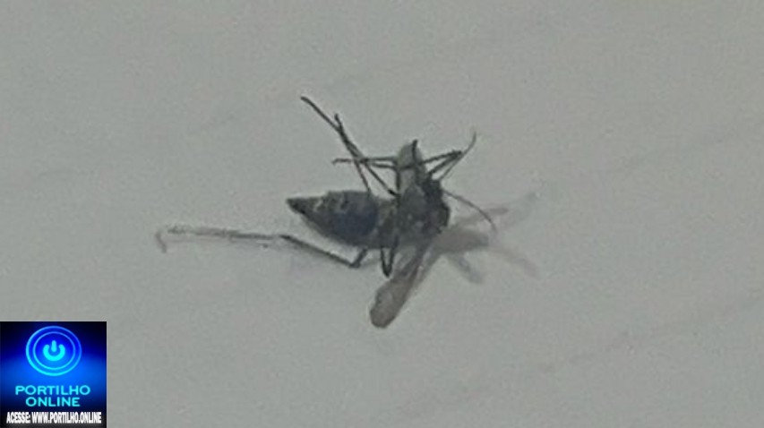👉🏻🦟🦟🦟🩼🚒🚐🚑🧬🩸💉💊🩺  Alerta em Patrocínio para o surto de dengue