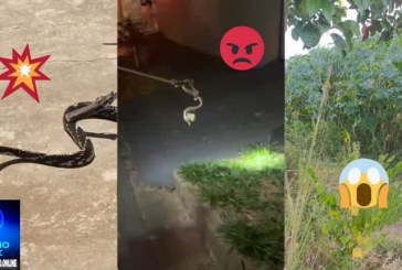 👉😡👿💩CÊ VIU👀🧐🐍🦎🦂🕷🕸🐀Cobras, escorpiões, aranhas invadem residências: