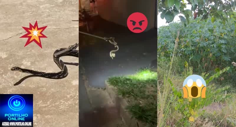 👉😡👿💩CÊ VIU👀🧐🐍🦎🦂🕷🕸🐀Cobras, escorpiões, aranhas invadem residências: