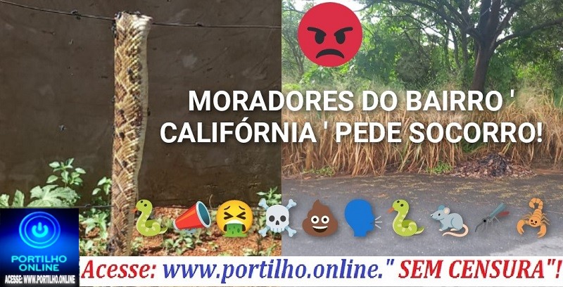 📢👉Olha a cobra👎😠😱😡🔍🕵🔎🐍🦐🦗🐜🕷🦂Boa tarde!!! Olha aí o tamanho da cobra 🐍 jaracuçu