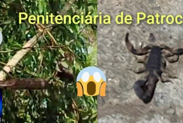 📢🔎🕵🔍😱😮😈☠🐂🦂🐍Penitenciária de Patrocinio:  até a cobra 🐍 giboia e escorpiões 🦂 estão rondando os presos.