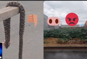 👉🗣📢😡🐭🦂🐍🔎🕵🔍🐁Boa tarde Portilho, aqui nós mata a cobra 🐍 e mostra o pau “.