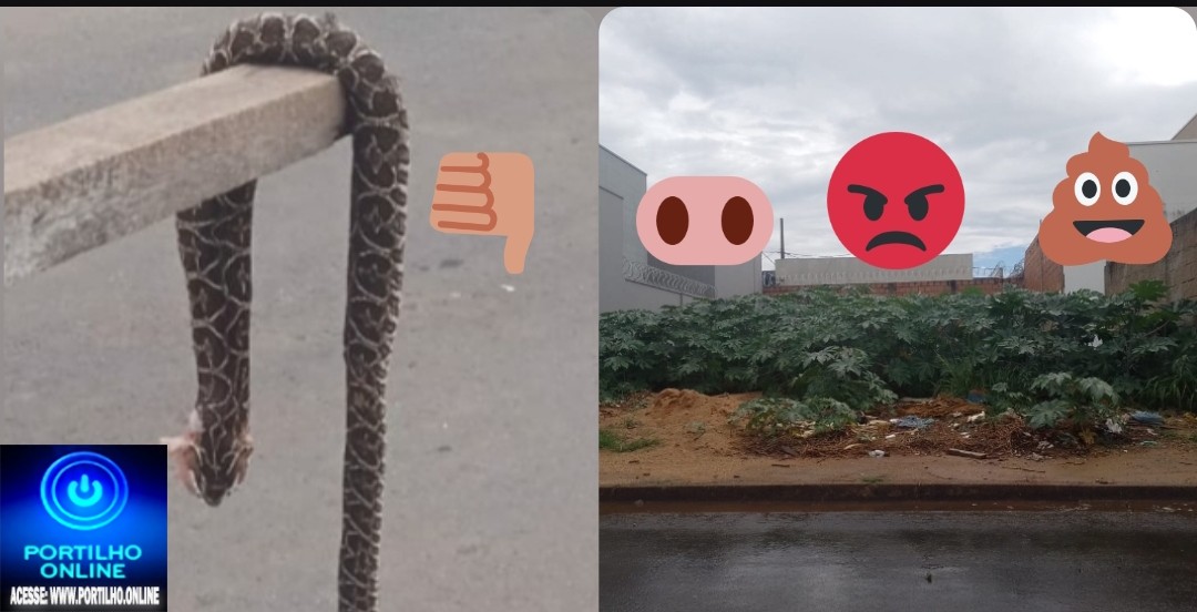 👉🗣📢😡🐭🦂🐍🔎🕵🔍🐁Boa tarde Portilho, aqui nós mata a cobra 🐍 e mostra o pau “.