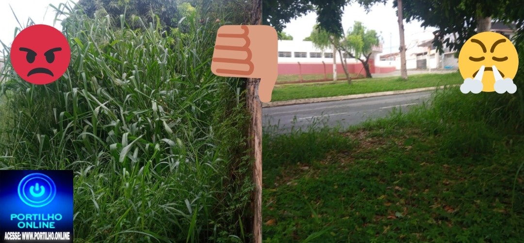 👉📢❓🗣😡🦂🐍🦎🦀Lote abandonado cheio de lixo e criadouros de cobras 🐍 mosquito 🦟 🦟 🦟 dengue e Chikungunya