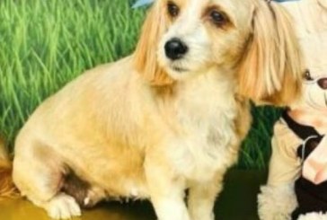 👉📢😱😪🐶🐈🐩🐕CADELA “Cherry” DESAPARECIDA!
