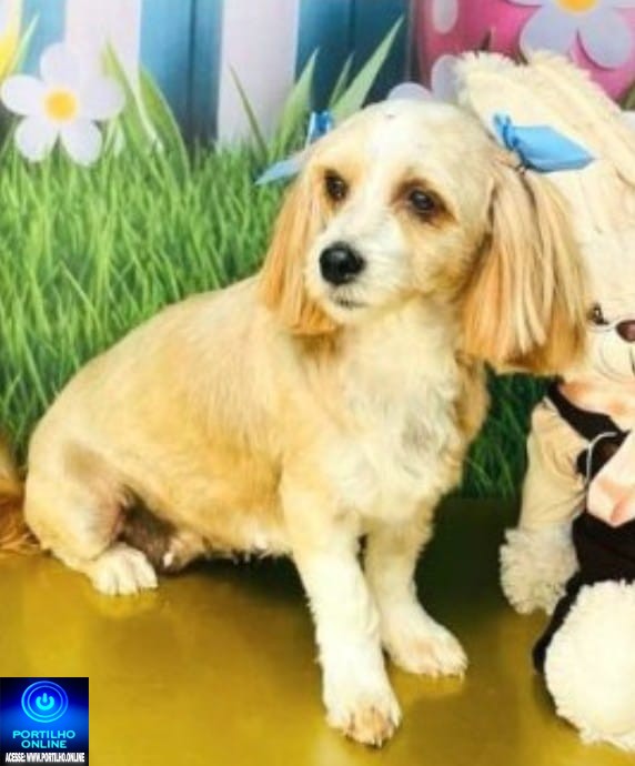 👉📢😱😪🐶🐈🐩🐕CADELA “Cherry” DESAPARECIDA!