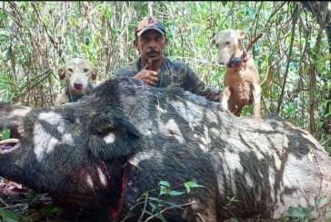 👉📢😱🗣🚨💣😮👀🐖Javali 🐗 de 300 quilos Foi abatido em João Pinheiro