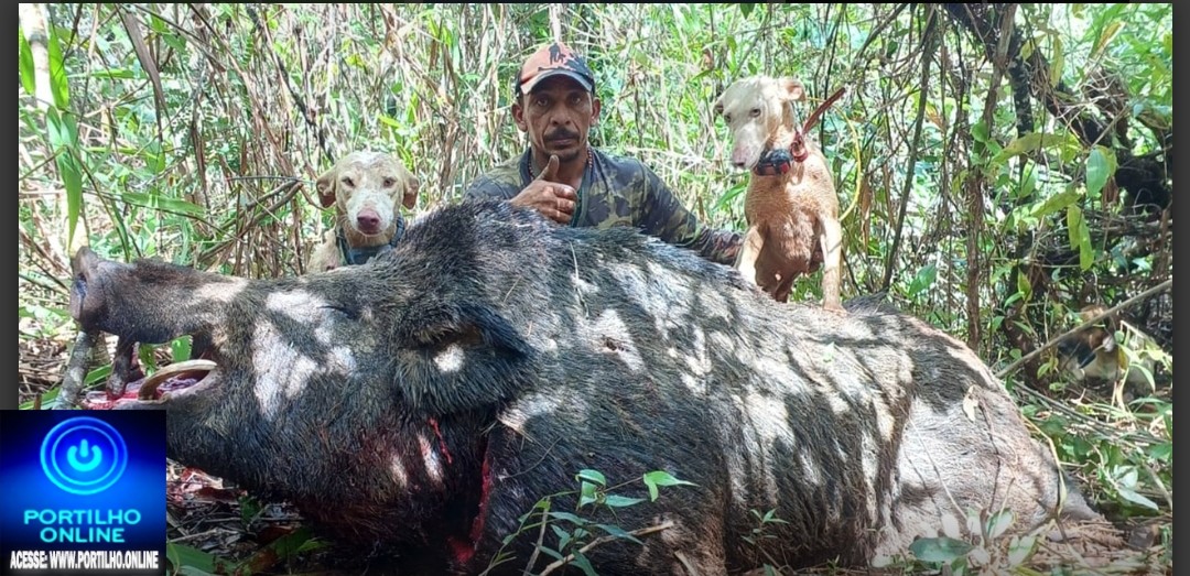 👉📢😱🗣🚨💣😮👀🐖Javali 🐗 de 300 quilos Foi abatido em João Pinheiro